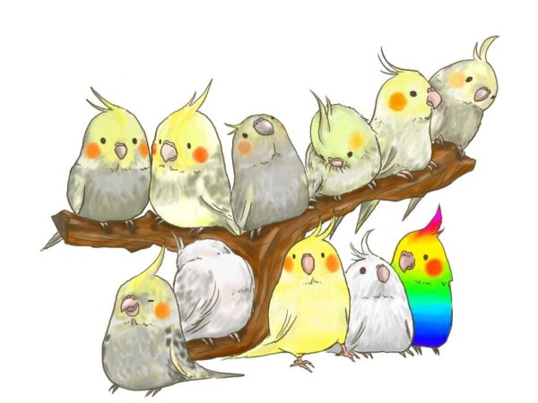 Рисунок попугая кореллы