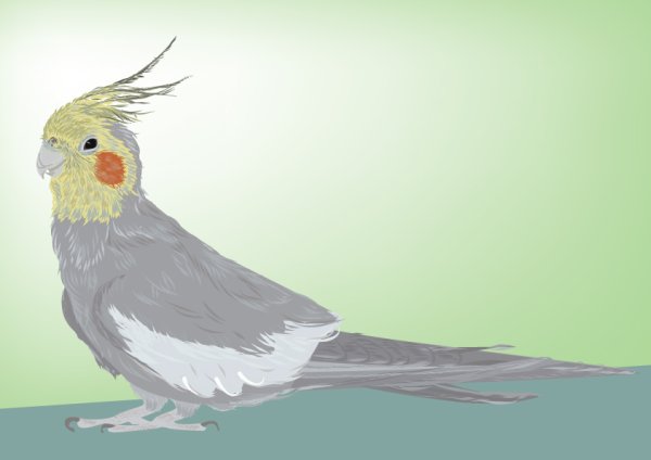 Попугай корелла референс