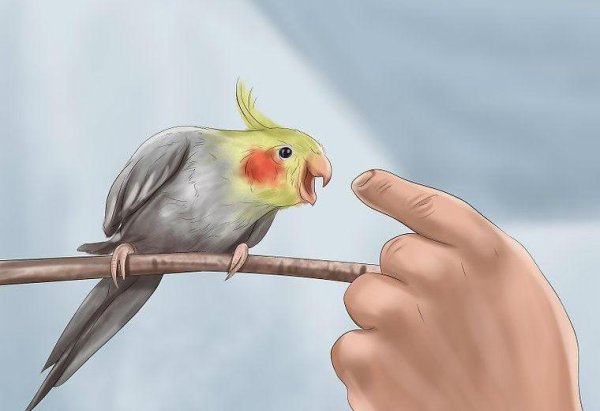 Корелла Коннект