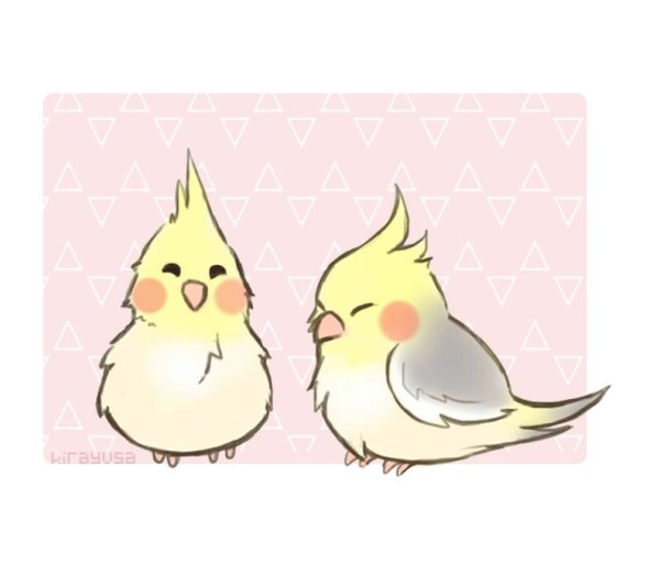 Попугай корелла референс