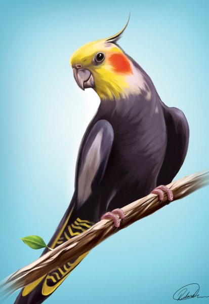 Попугай корелла