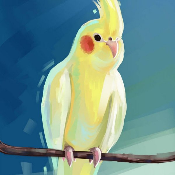 Попугай корелла рисунок