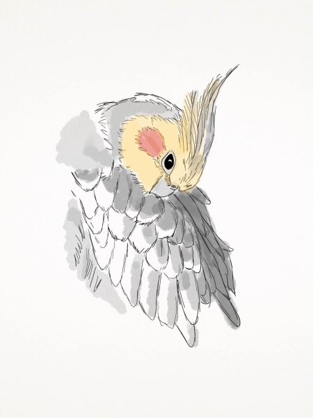 Корелла дракон