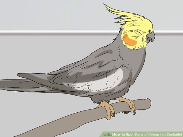 Кореллы попугайчики мультяшные