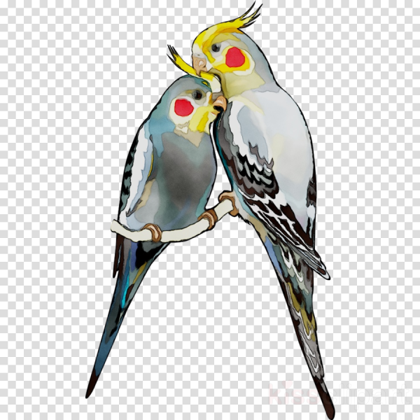 Стикеры попугай корелла