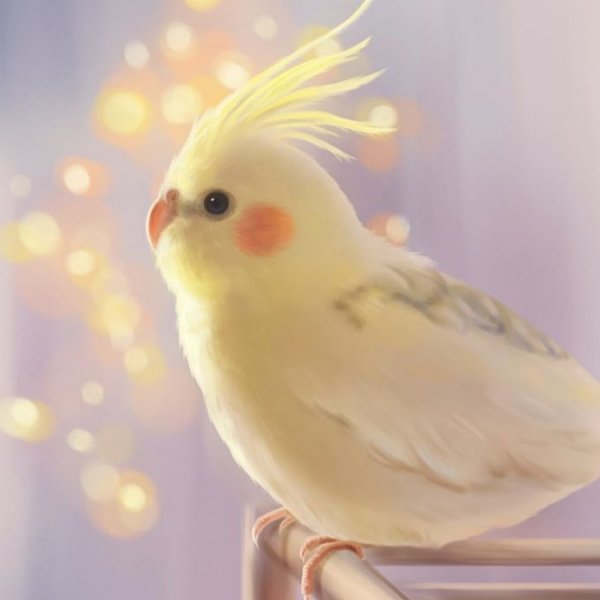 Милые попугаи корелла