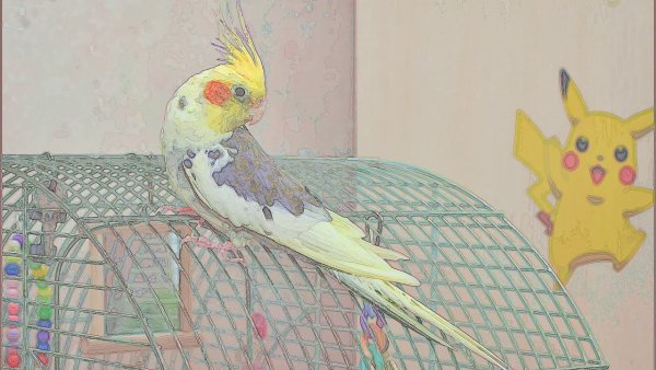 Попугай корелла спереди