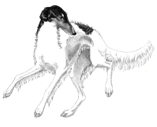 Русская псовая гончая