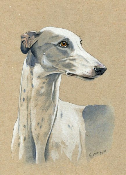 Уиппет портрет