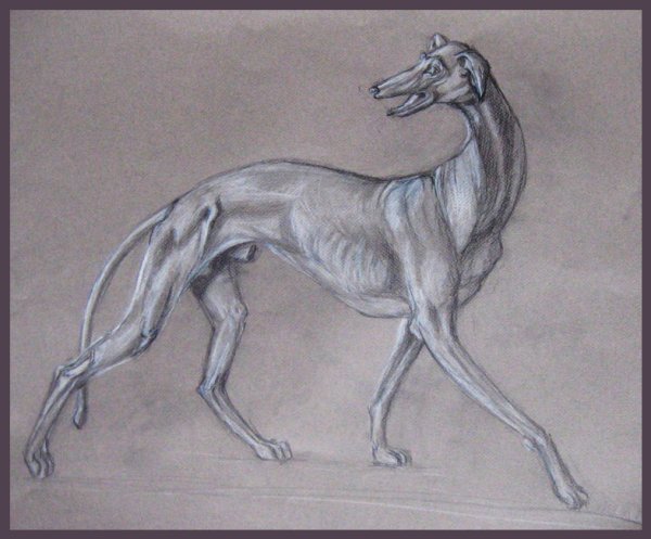 Русская борзая анатомия