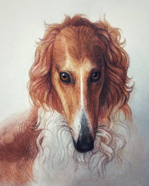 Русская псовая борзая рисунок