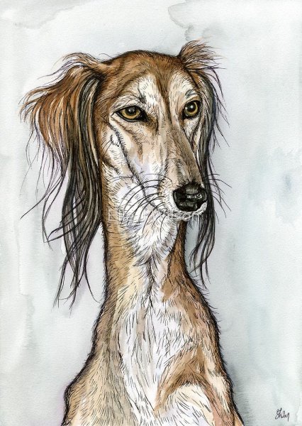 Салюки полнорост