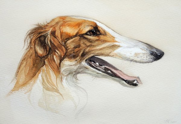 Русская псовая борзая портрет