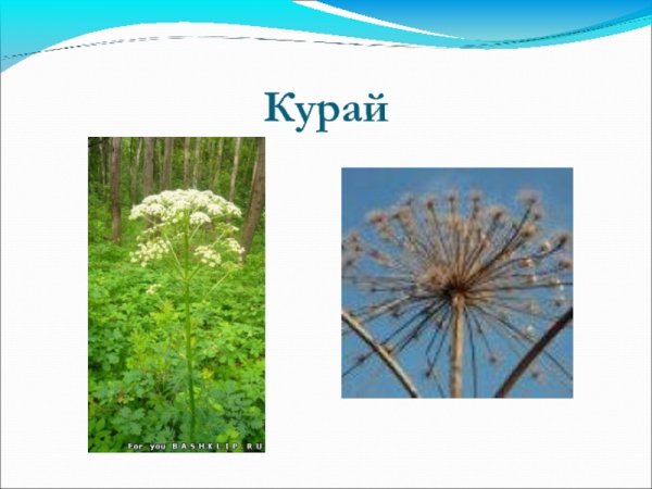 Символика Башкортостана курай