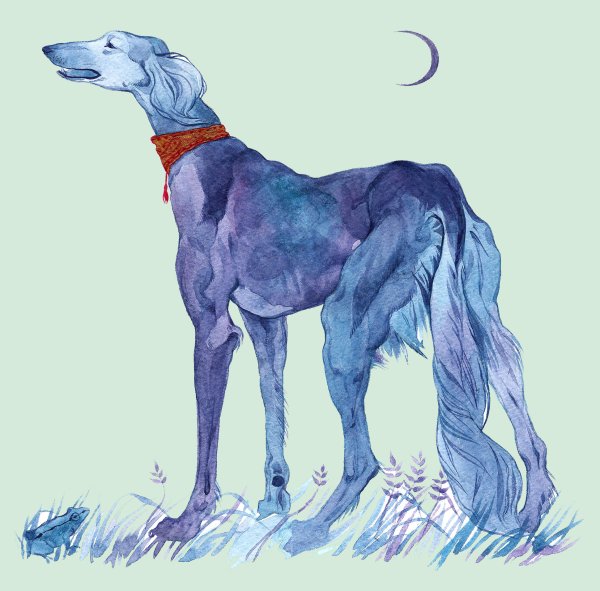 Салюки референс