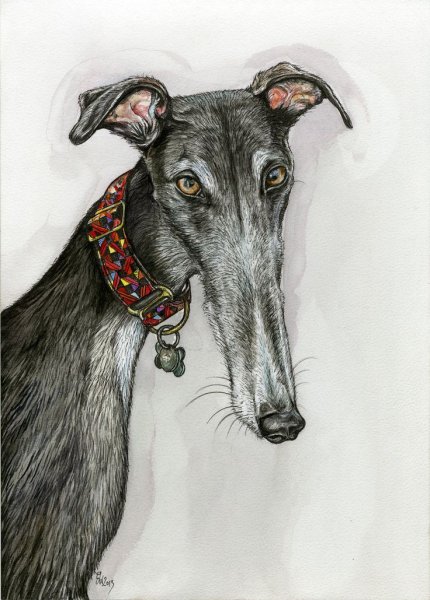 Гальго портрет