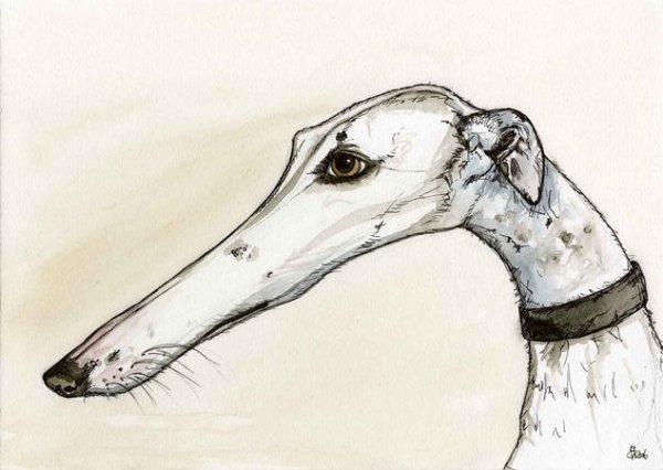 Левретка рисунок