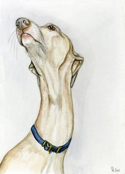 Уиппет на картинах