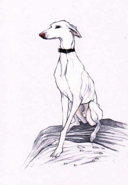 Уиппет борзая гончая рисунок