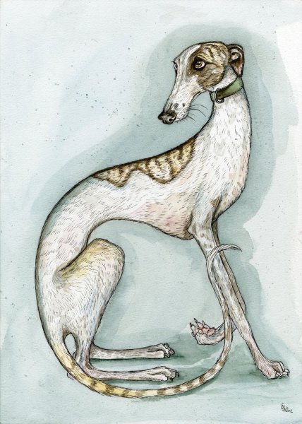 Уиппет борзая гончая рисунок