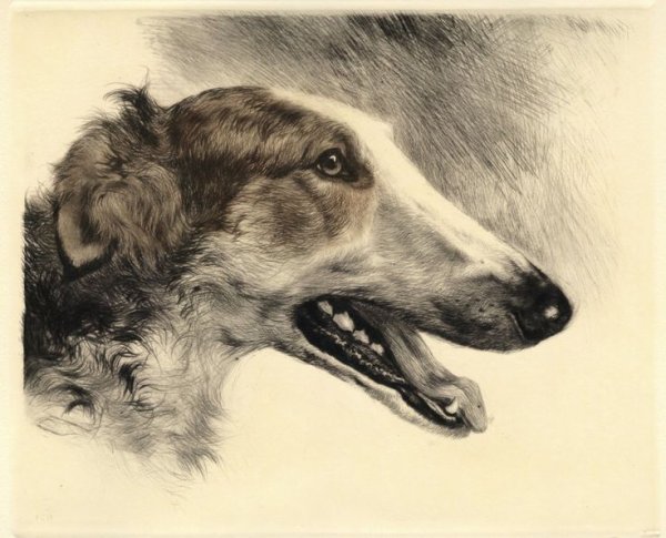 Борзая карандашом