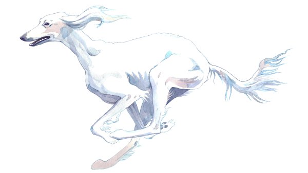 Гончая салюки бежит