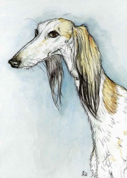 Афганская борзая референс