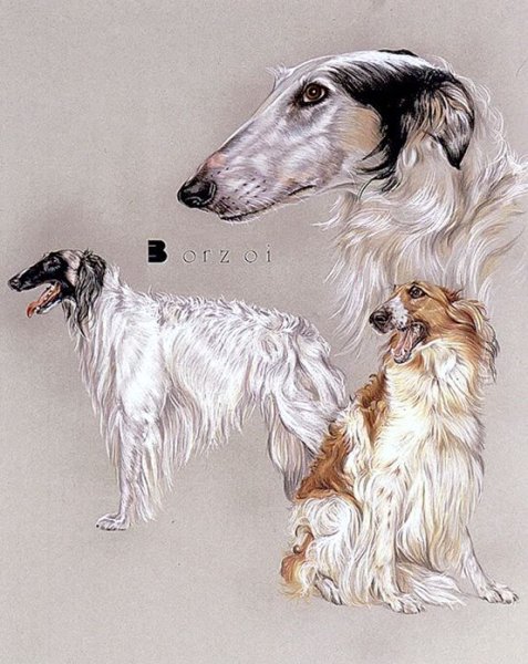 Русская псовая борзая голова