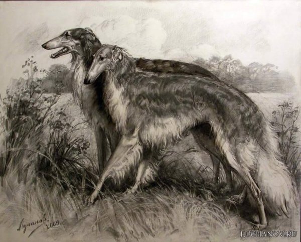 Русская псовая борзая арт