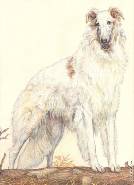 Луи Икар борзая