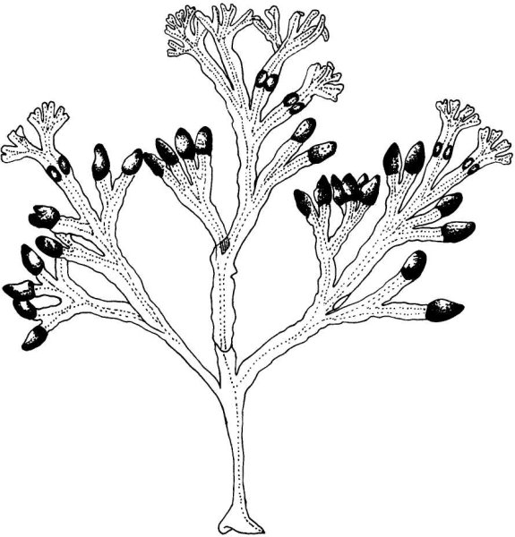 Фукус таллом