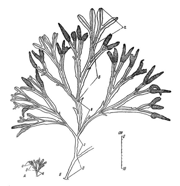 Фукус таллом