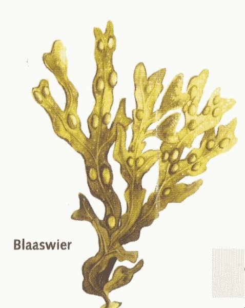 Фукус водоросль схема