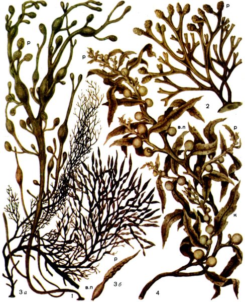 Бурые водоросли аскофиллум