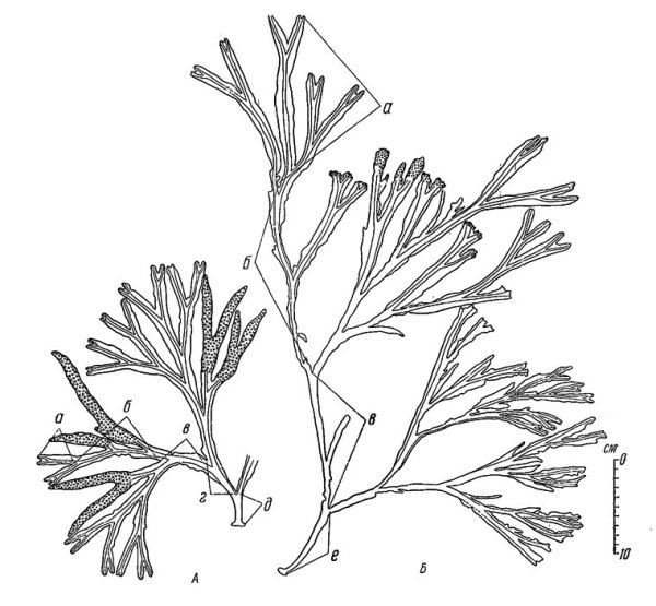 Фукус пузырчатый водоросль