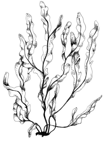 Водоросли ламинария рисунок