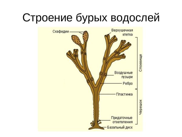 Бурые водоросли строение