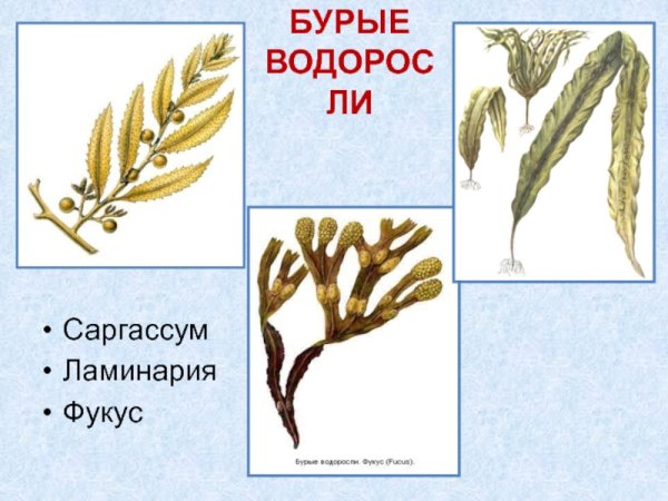 Саргассум водоросль строение