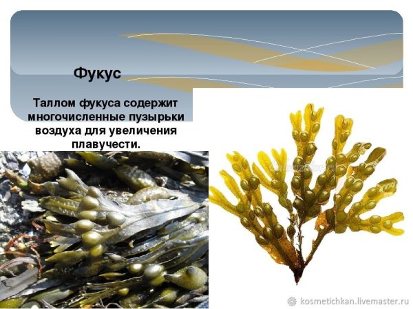 Фукус везикулозус