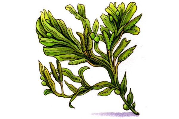 Бурые водоросли макроцистис