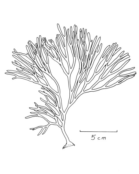 Фукус водоросль строение