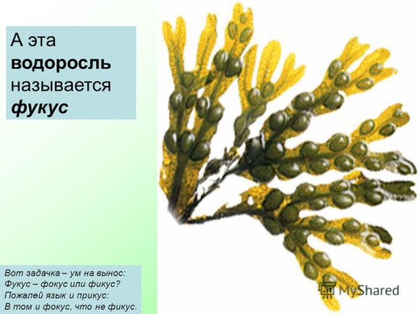 Фукус таллом