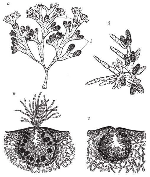 Строение водорослей фокус