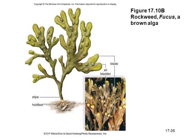 Фукус пузырчатый водоросль