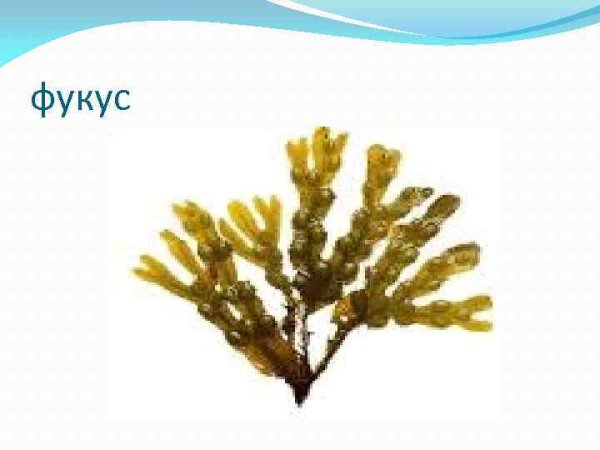 Фукус пузырчатый водоросль