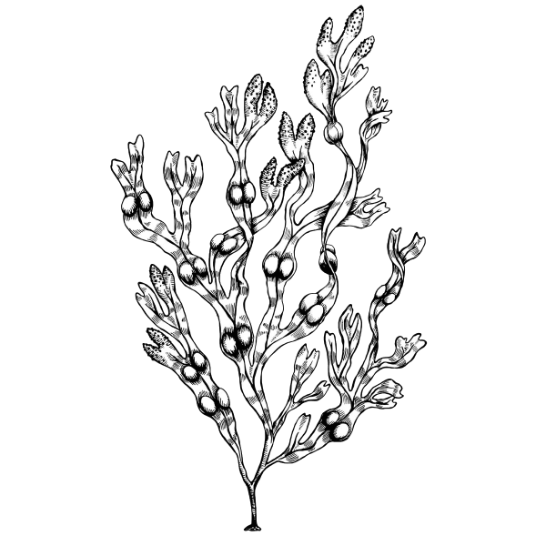 Фукус рисунок с подписями