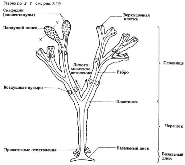 Фукус водоросль гербарий