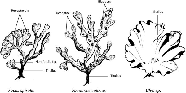 Фукус водоросль строение