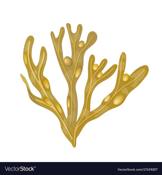 Водоросли риф контур для детей