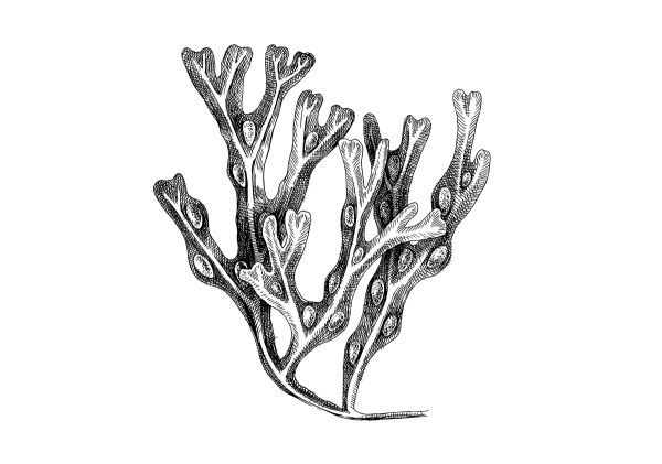 Отдел бурые водоросли представители